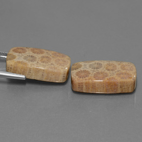  карата, натуральный Многоцветный Ископаемый коралл, Подушка Крой, Непрозрачный