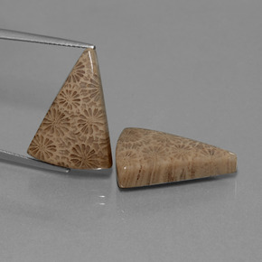  карата, натуральный Многоцветный Ископаемый коралл, Триллион, Непрозрачный