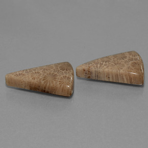  карата, натуральный Многоцветный Ископаемый коралл, Триллион, Непрозрачный