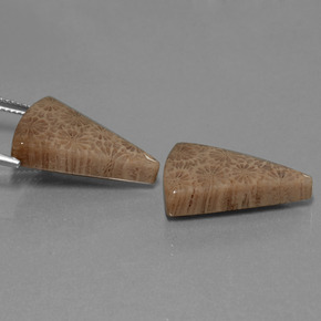  карата, натуральный Многоцветный Ископаемый коралл, Триллион, Непрозрачный