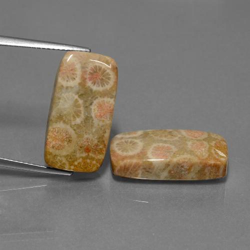 23.56 карата, натуральный Многоцветный Ископаемый коралл, Подушка Крой, Непрозрачный