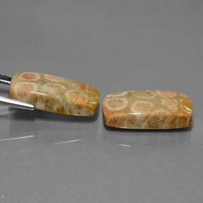 23.56 карата, натуральный Многоцветный Ископаемый коралл, Подушка Крой, Непрозрачный