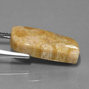 13.97 карата, натуральный Многоцветный Ископаемый коралл, Необычная форма, Непрозрачный