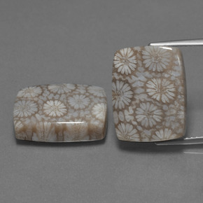  карата, натуральный Многоцветный Ископаемый коралл, Подушка Крой, Непрозрачный