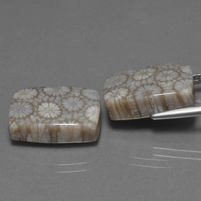  карата, натуральный Многоцветный Ископаемый коралл, Подушка Крой, Непрозрачный