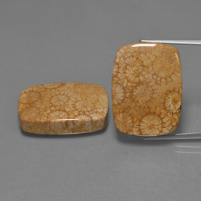  карата, натуральный Многоцветный Ископаемый коралл, Подушка Крой, Непрозрачный