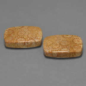  карата, натуральный Многоцветный Ископаемый коралл, Подушка Крой, Непрозрачный