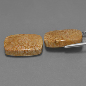  карата, натуральный Многоцветный Ископаемый коралл, Подушка Крой, Непрозрачный