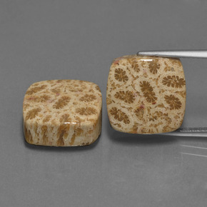  карата, натуральный Многоцветный Ископаемый коралл, Подушка Крой, Непрозрачный