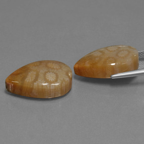  карата, натуральный Многоцветный Ископаемый коралл, Форма груши, Непрозрачный