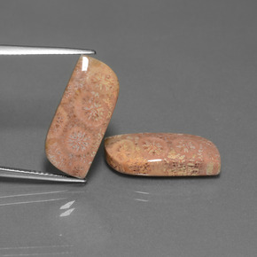  карата, натуральный Многоцветный Ископаемый коралл, Необычная форма, Непрозрачный