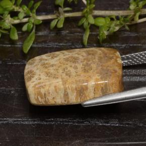 13.48 карата, натуральный Многоцветный Ископаемый коралл, Подушка Крой, Непрозрачный