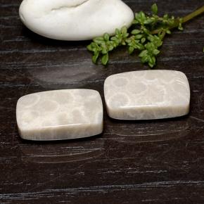 Натуральный Многоцветный Ископаемый коралл 25,59 карата Подушка Крой, Непрозрачный