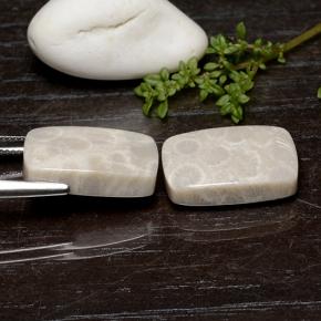 Натуральный Многоцветный Ископаемый коралл 25,59 карата Подушка Крой, Непрозрачный