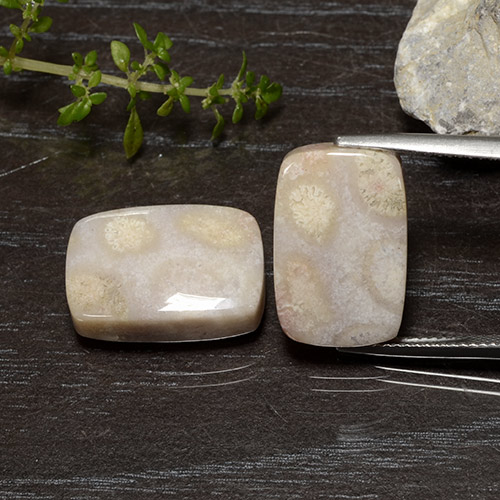 Натуральный Многоцветный Ископаемый коралл 25,01 карата Подушка Крой, Непрозрачный