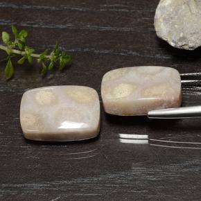 Натуральный Многоцветный Ископаемый коралл 25,01 карата Подушка Крой, Непрозрачный