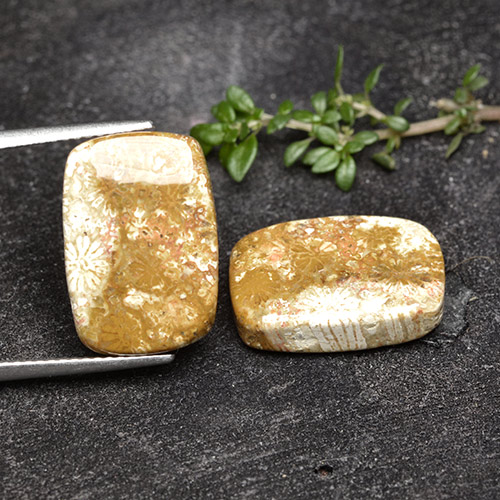 16.41 карата, натуральный Многоцветный Ископаемый коралл, Подушка Крой, Непрозрачный