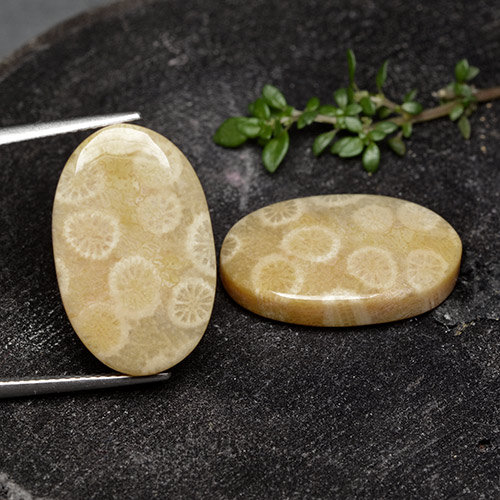 24.38 карата, натуральный Многоцветный Ископаемый коралл, Огранка Овал, Непрозрачный