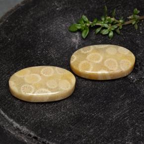 24.38 карата, натуральный Многоцветный Ископаемый коралл, Огранка Овал, Непрозрачный