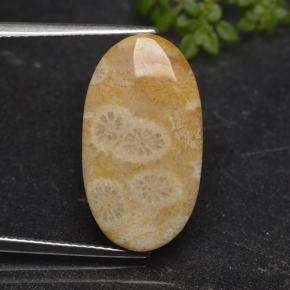 11.06 карата, натуральный Многоцветный Ископаемый коралл, Огранка Овал, Непрозрачный