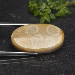 11.06 карата, натуральный Многоцветный Ископаемый коралл, Огранка Овал, Непрозрачный