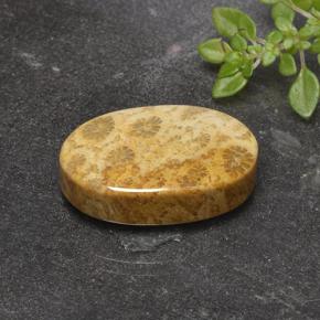 14.69 карата, натуральный Многоцветный Ископаемый коралл, Огранка Овал, Непрозрачный