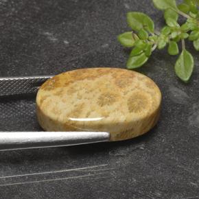 14.69 карата, натуральный Многоцветный Ископаемый коралл, Огранка Овал, Непрозрачный