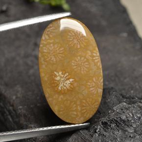 Натуральный Многоцветный Ископаемый коралл 10,75 карата Огранка Овал, Непрозрачный