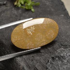 Натуральный Многоцветный Ископаемый коралл 10,75 карата Огранка Овал, Непрозрачный