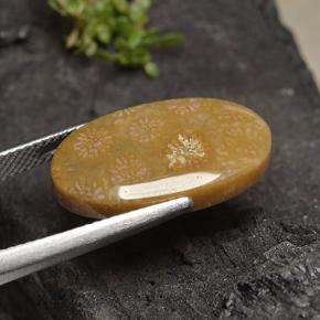 Натуральный Многоцветный Ископаемый коралл 10,75 карата Огранка Овал, Непрозрачный