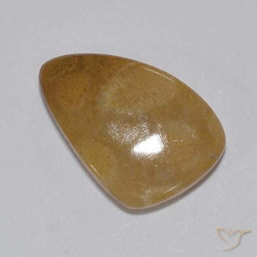 8.15ct Натуральный Многоцветный Ископаемый коралл, причудливая, Непрозрачный