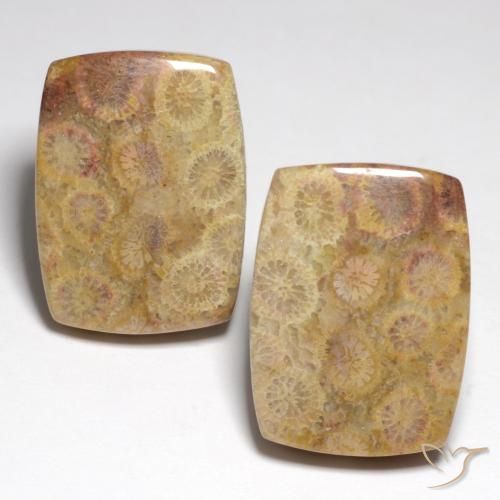 Натуральный Многоцветный Окаменелый коралл 36,05 карата Подушка Крой, Непрозрачный