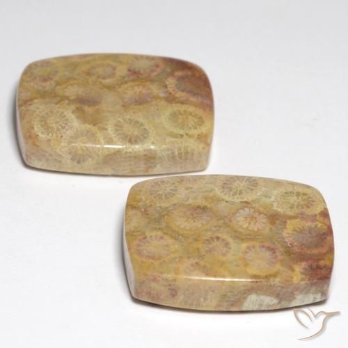 Натуральный Многоцветный Окаменелый коралл 36,05 карата Подушка Крой, Непрозрачный