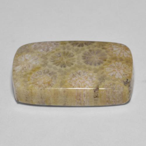 15.35 карата, натуральный Многоцветный Ископаемый коралл, Подушка Крой, Непрозрачный