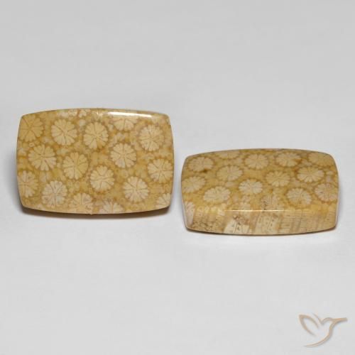 27.38 карата, натуральный Многоцветный Ископаемый коралл, Подушка Крой, Непрозрачный